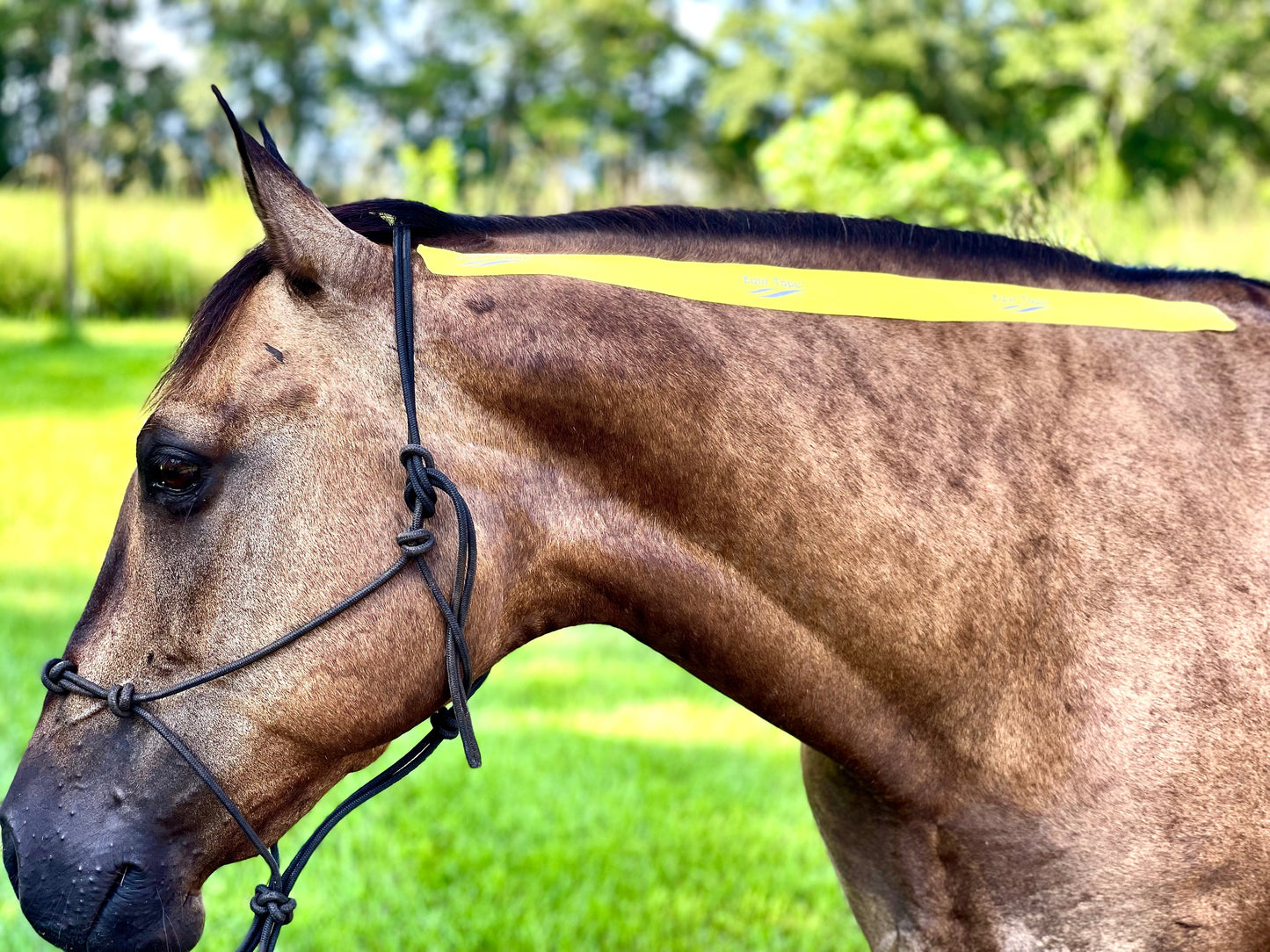 Equi-Tape® Advanced Education Package