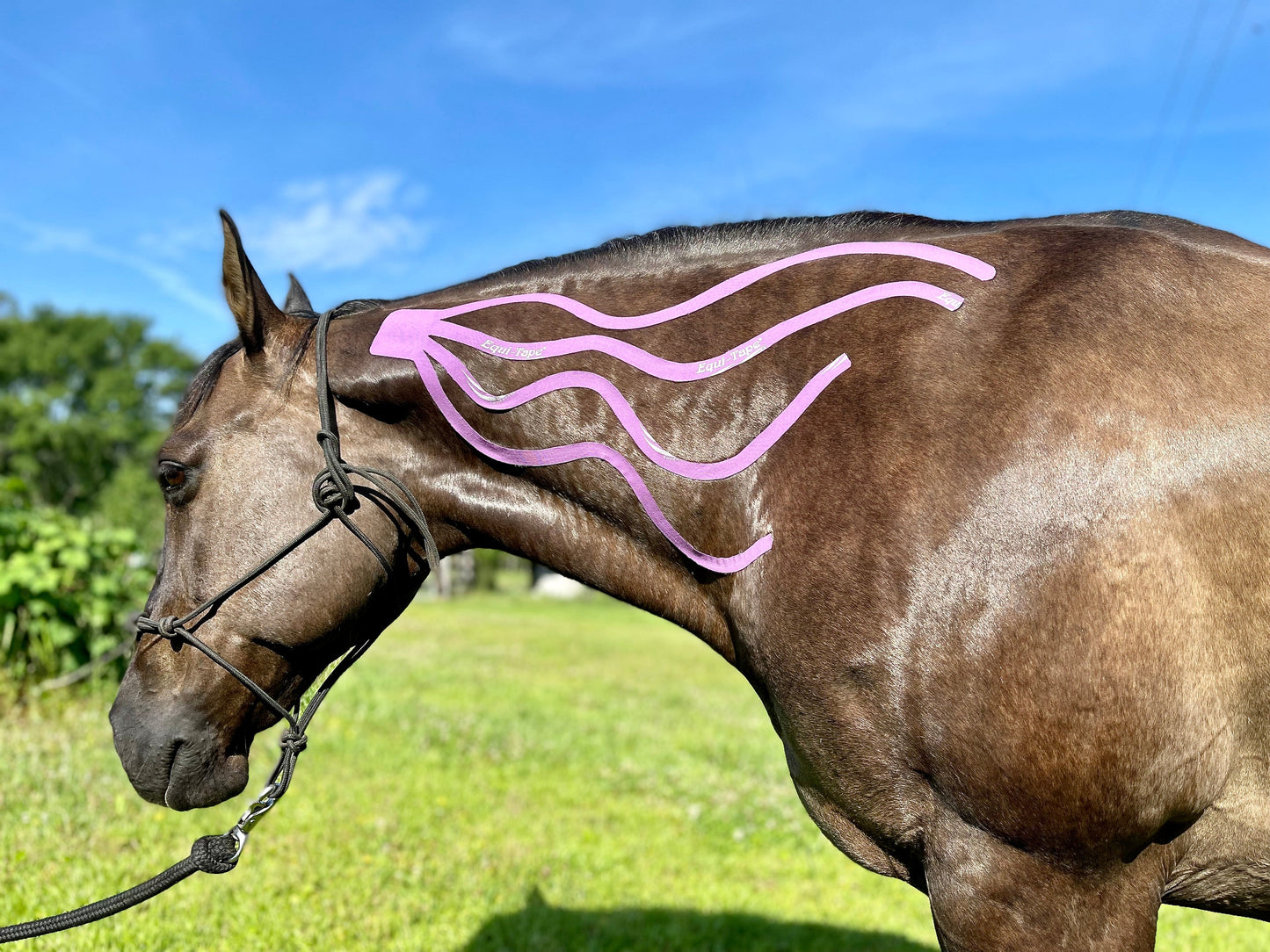 Equi-Tape® Advanced Education Package