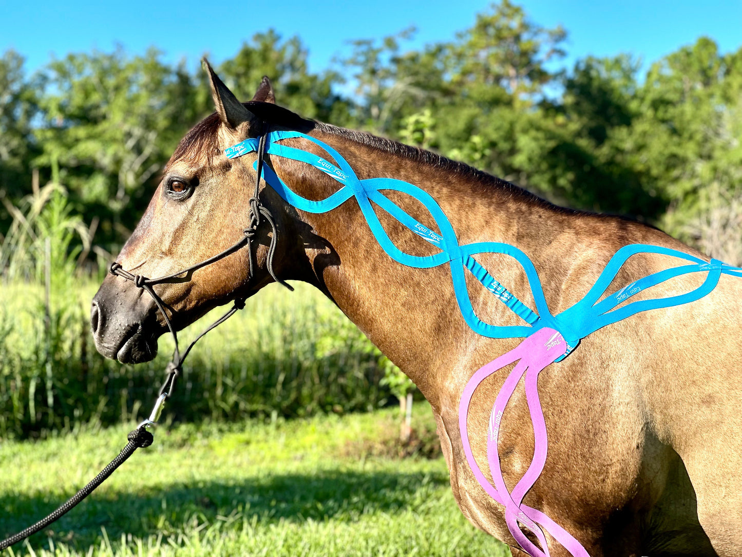 Equi-Tape® Advanced Education Package