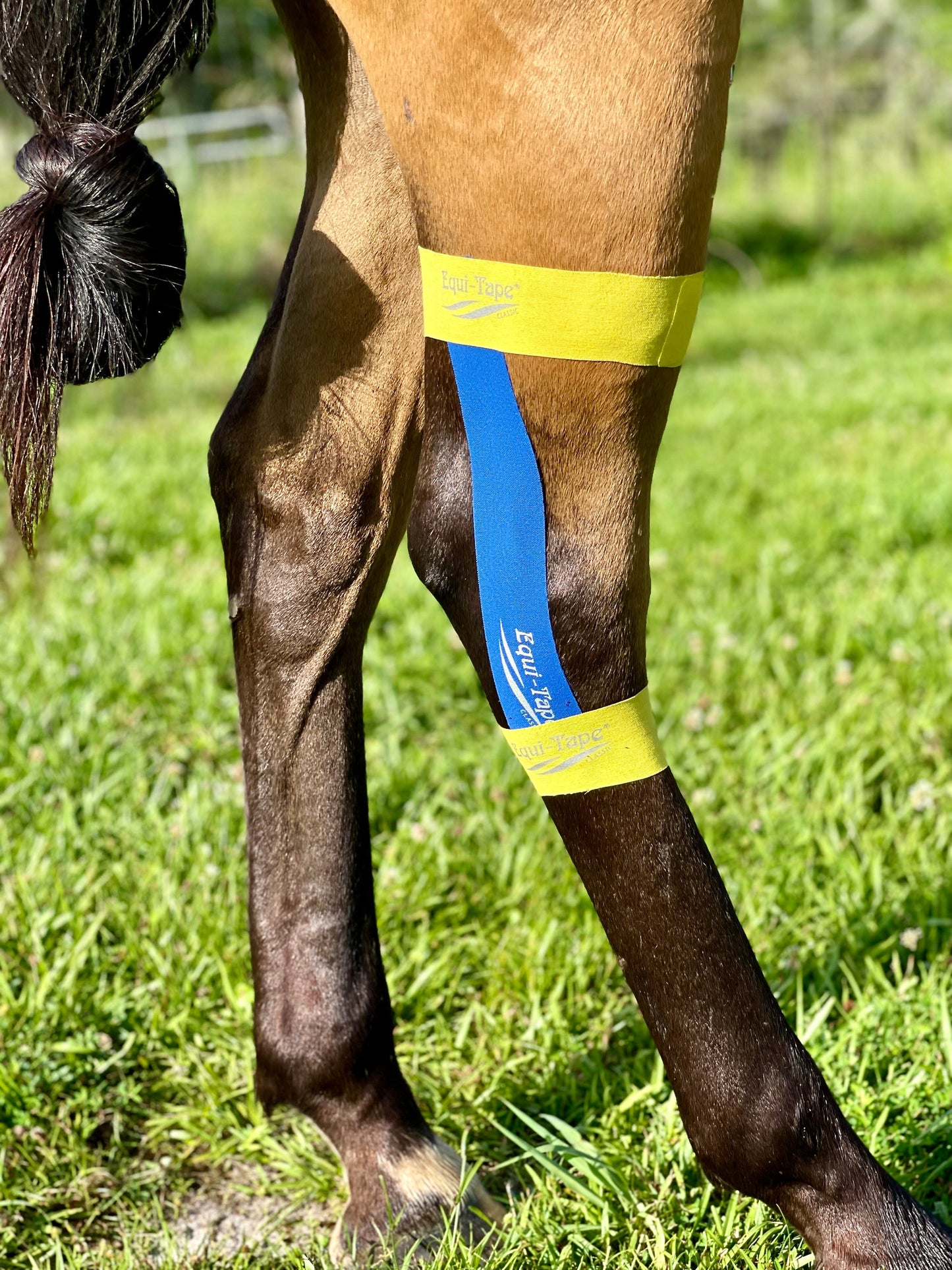 Equi-Tape® Advanced Education Package