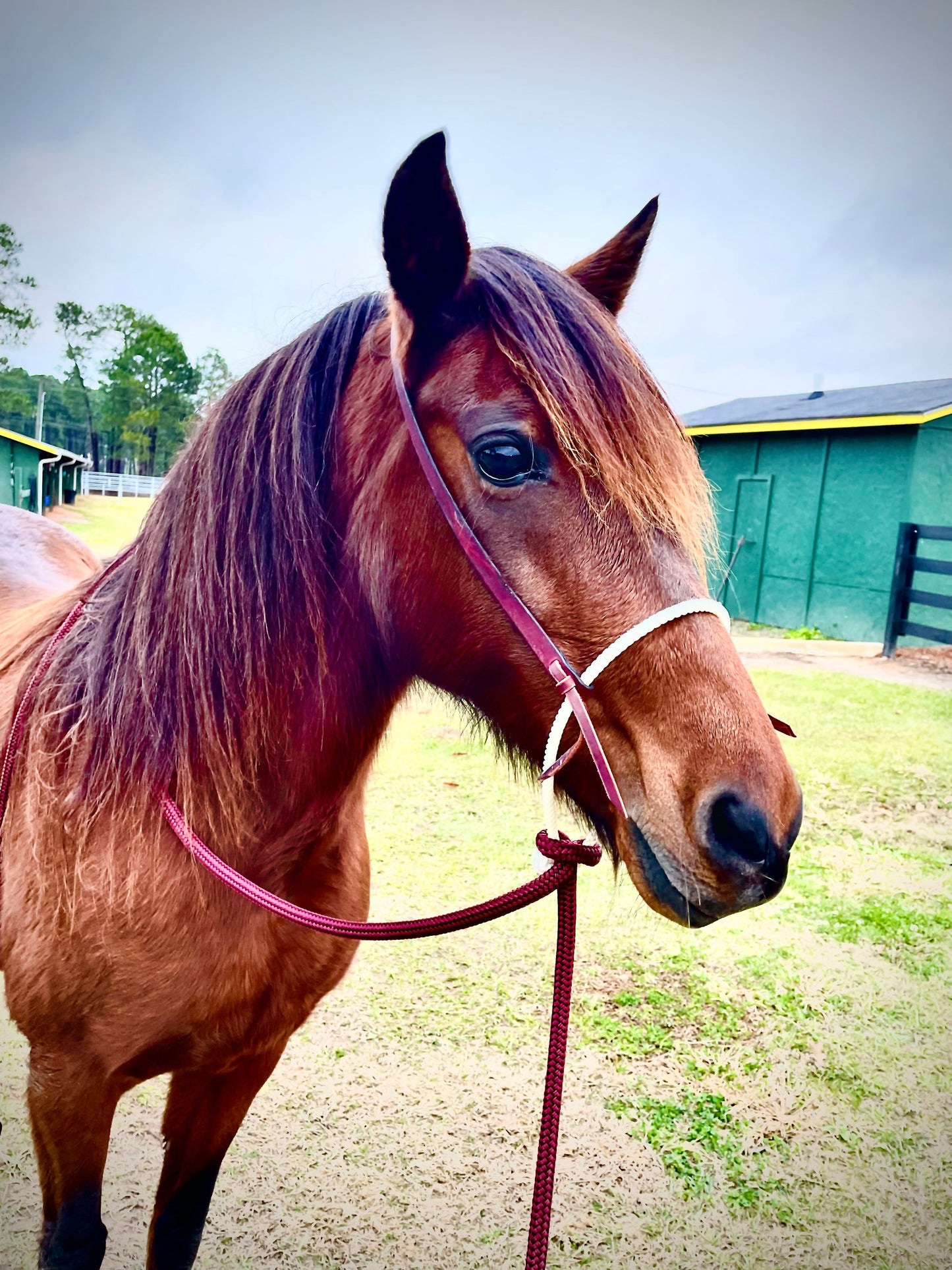 Loping Hackamore: Turquoise or Natural Colored