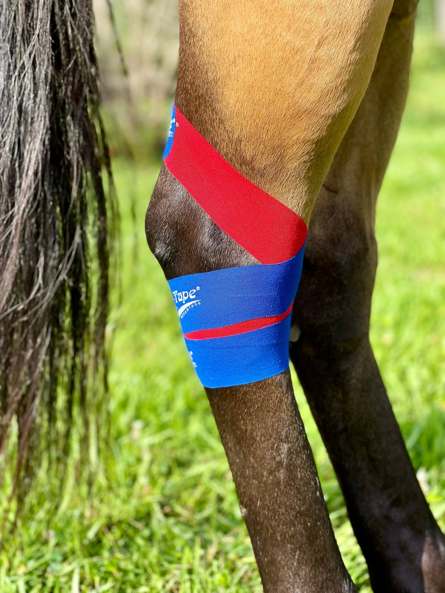 Equi-Tape® Advanced Education Package