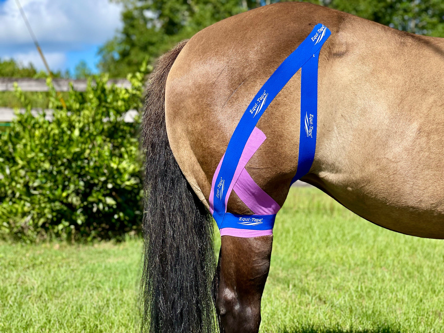 Equi-Tape® Advanced Education Package
