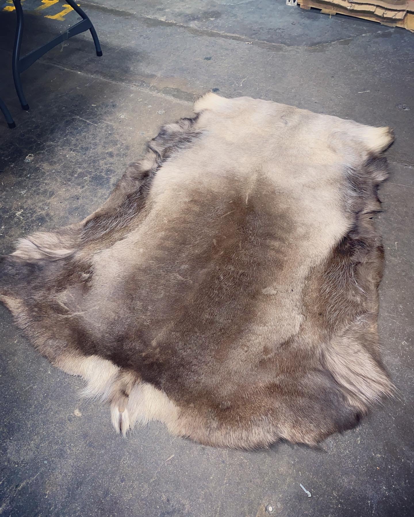 Jumbo Reindeer Hide A Grade
