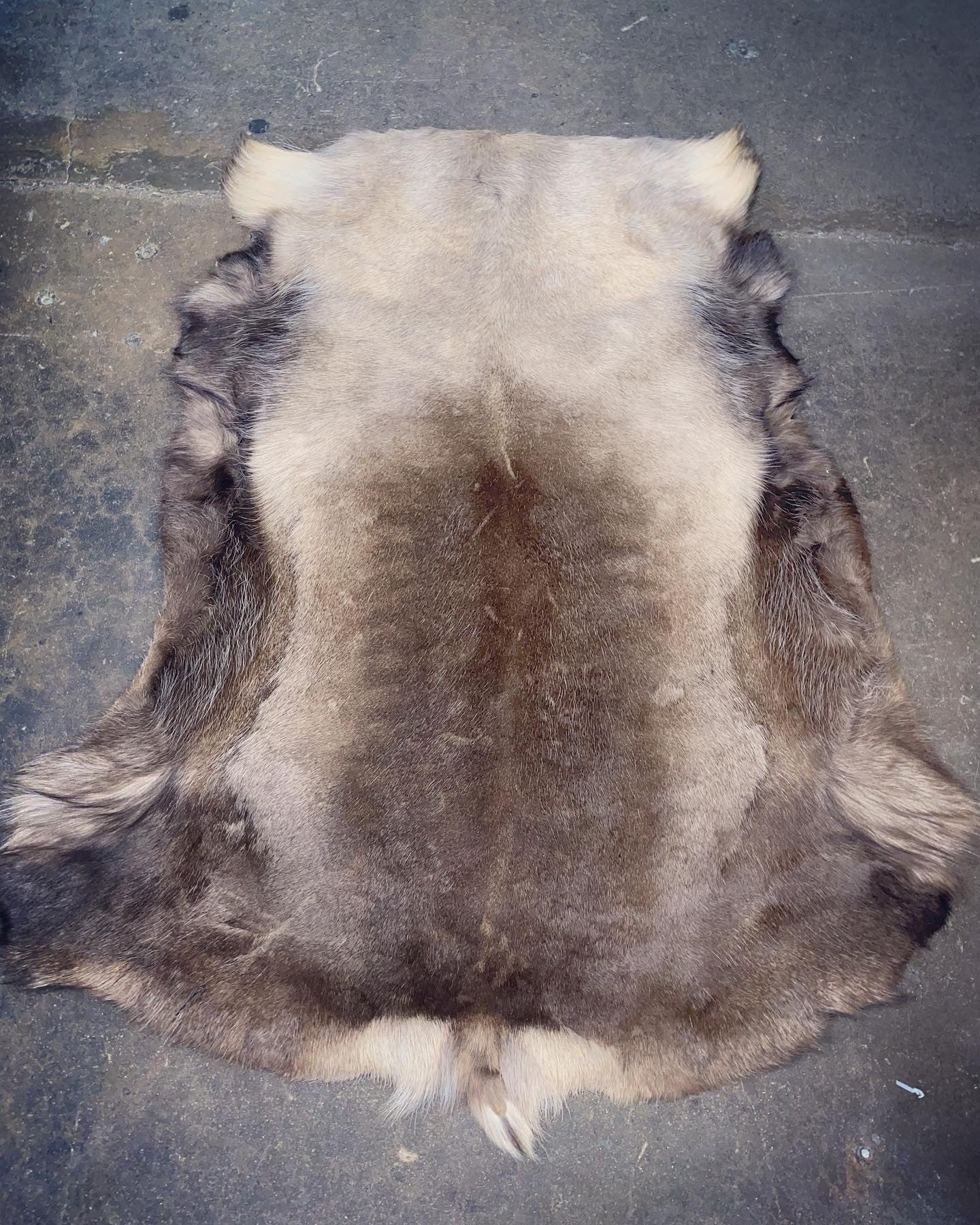 Jumbo Reindeer Hide A Grade