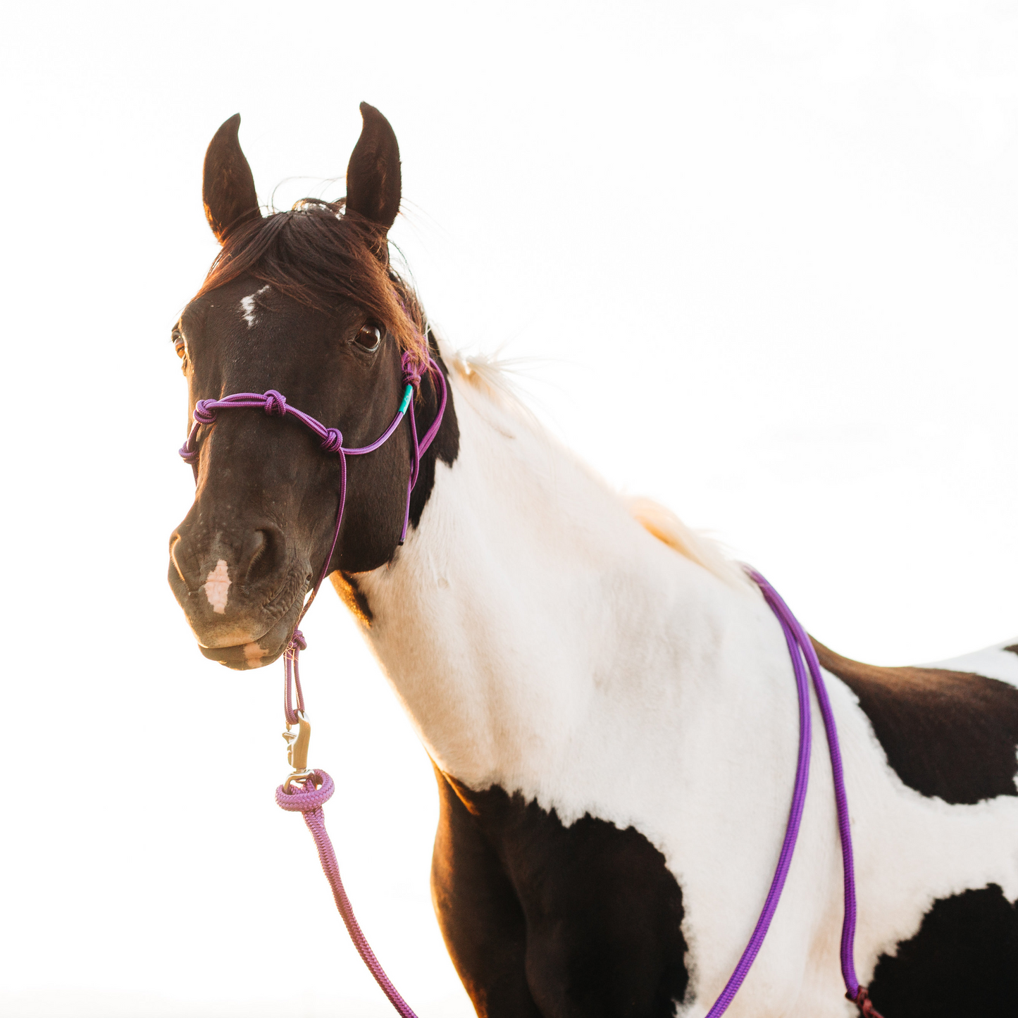 14 Ft Clinician Weighted Lead Rope w/ Snap